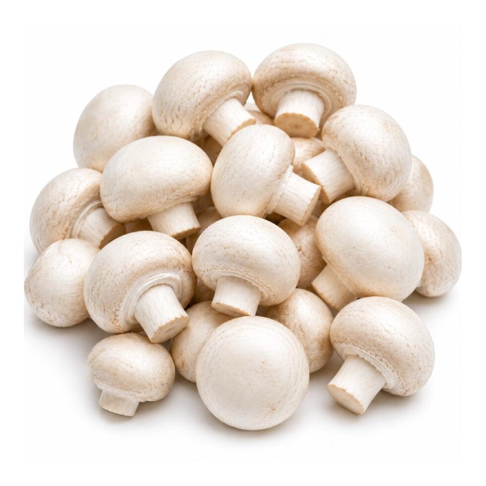 White Button Mushroom