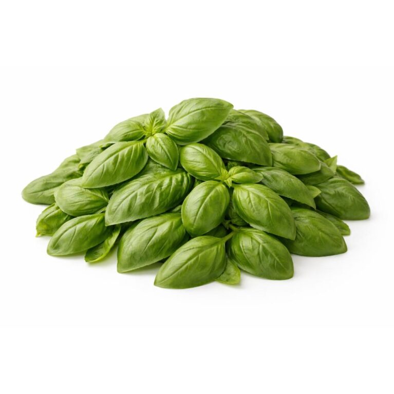 Basil leaves