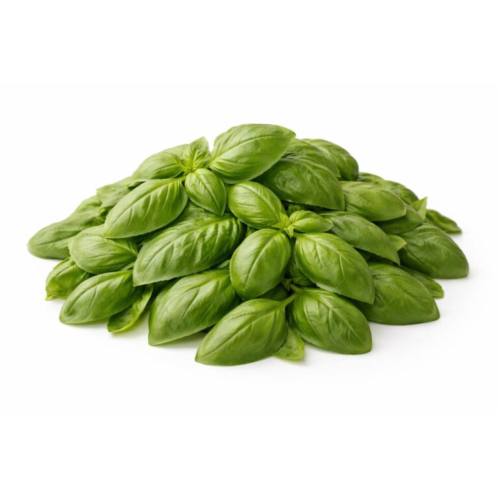 Basil leaves