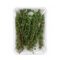 Thyme leaves