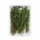 Thyme leaves
