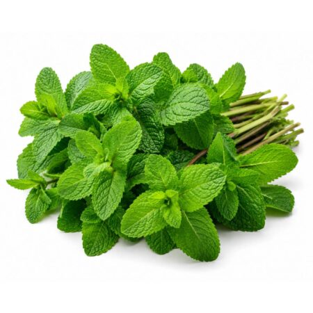 Mint (Podina) pkt