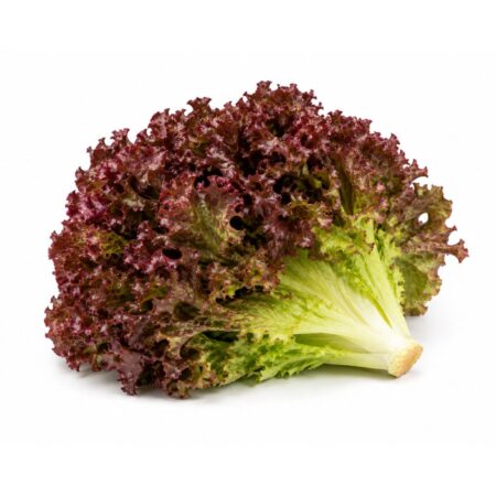 Lollo Rosso pkt