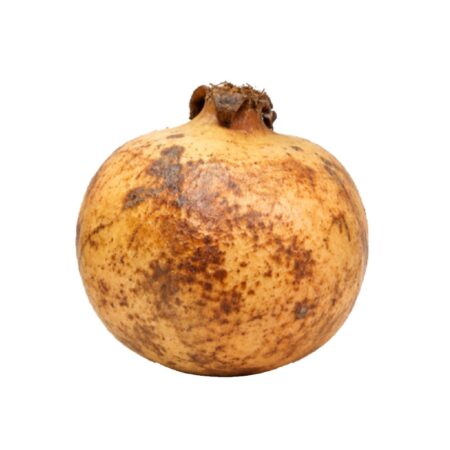 Pomegranate Bdana Jumbo