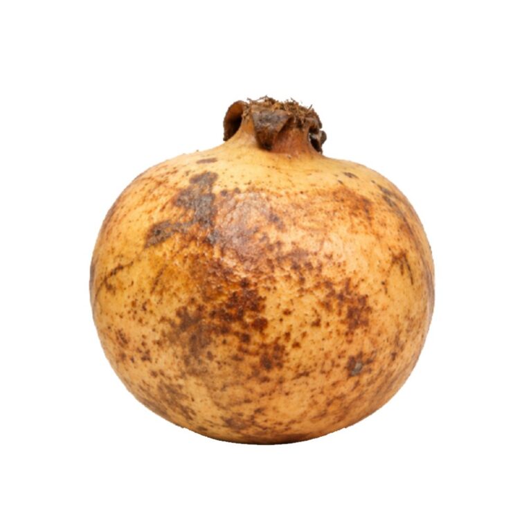 Pomegranate Bdana Jumbo